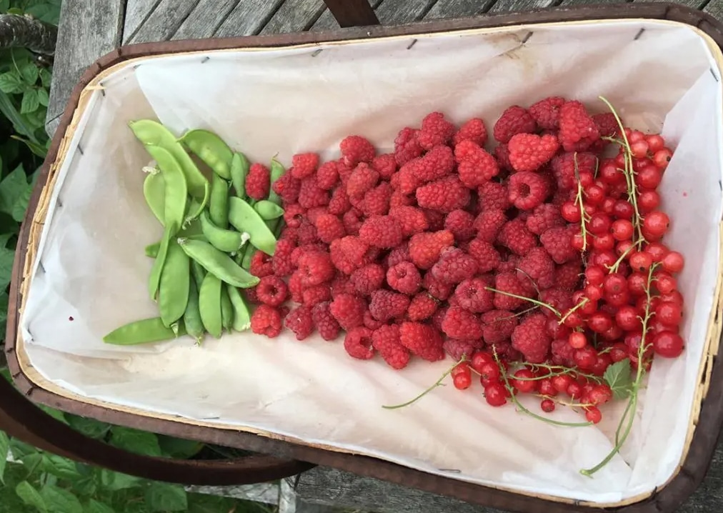 Raspberries galore! Plus a few mange touts and redcurrants for good measure.